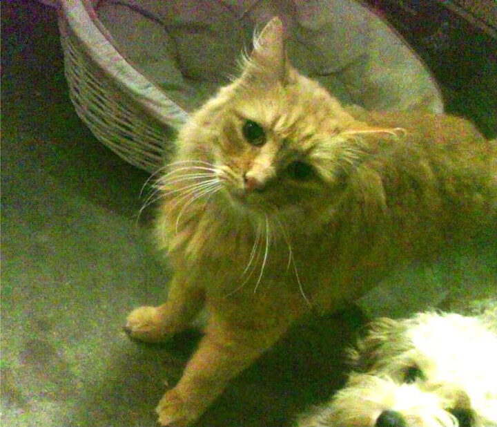 运动员职业技能提升项目，运动员职业技能提升项目有哪些