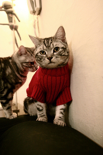 kaiyun中国官方网站-运动员职业技能提升项目，运动员职业技能提升项目有哪些