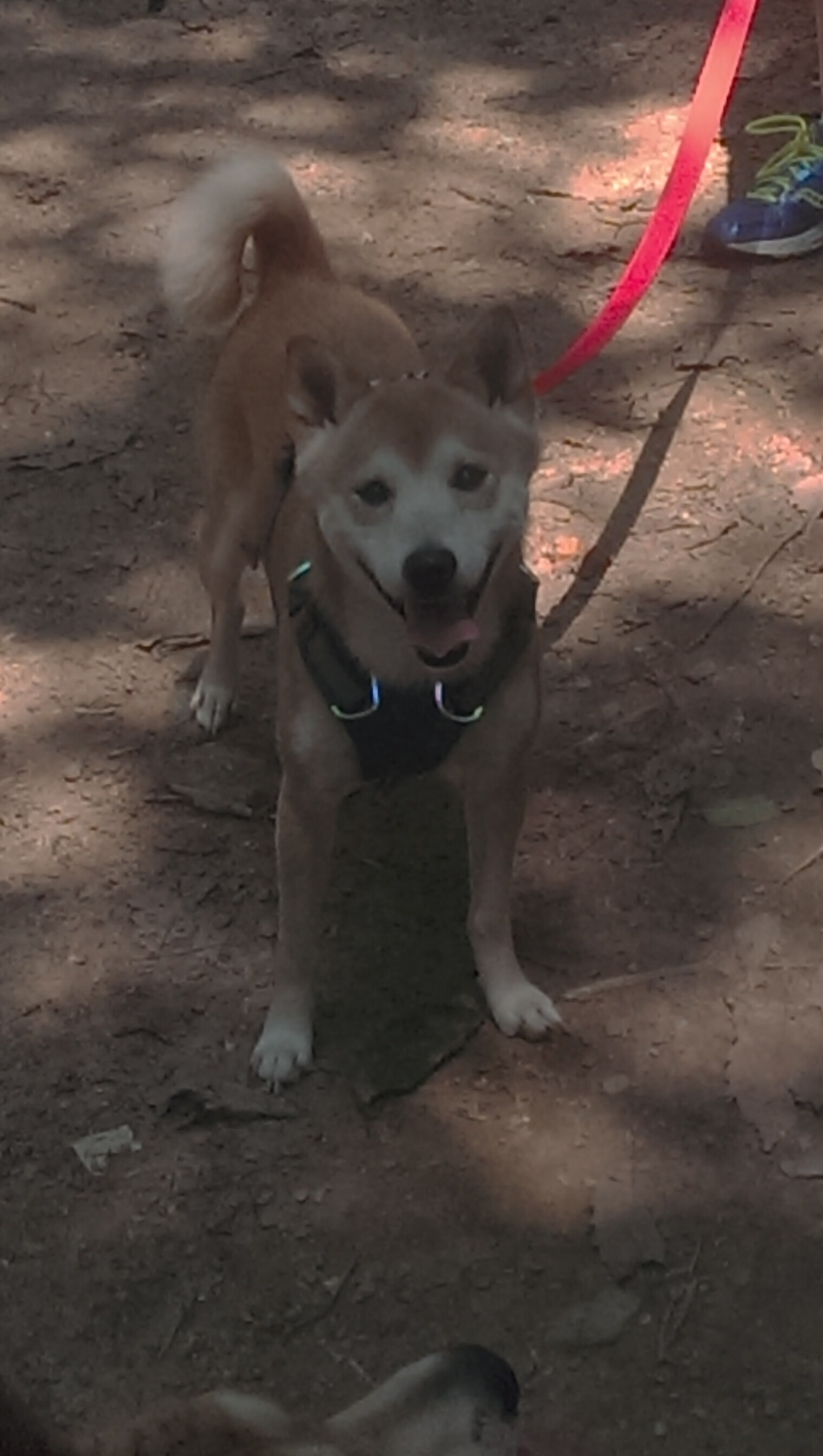 开云电竞赛事-印度乒乓队2024年世界杯：逐步打破国际乒坛格局，印度世乒赛