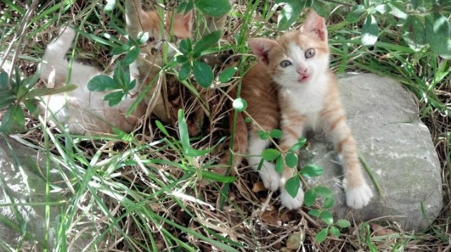 开云体育链接-法国乒乓选手表现惊艳，成功晋级决赛，法国乒乓球队员名单